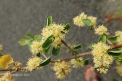 Securinega leucopyrus